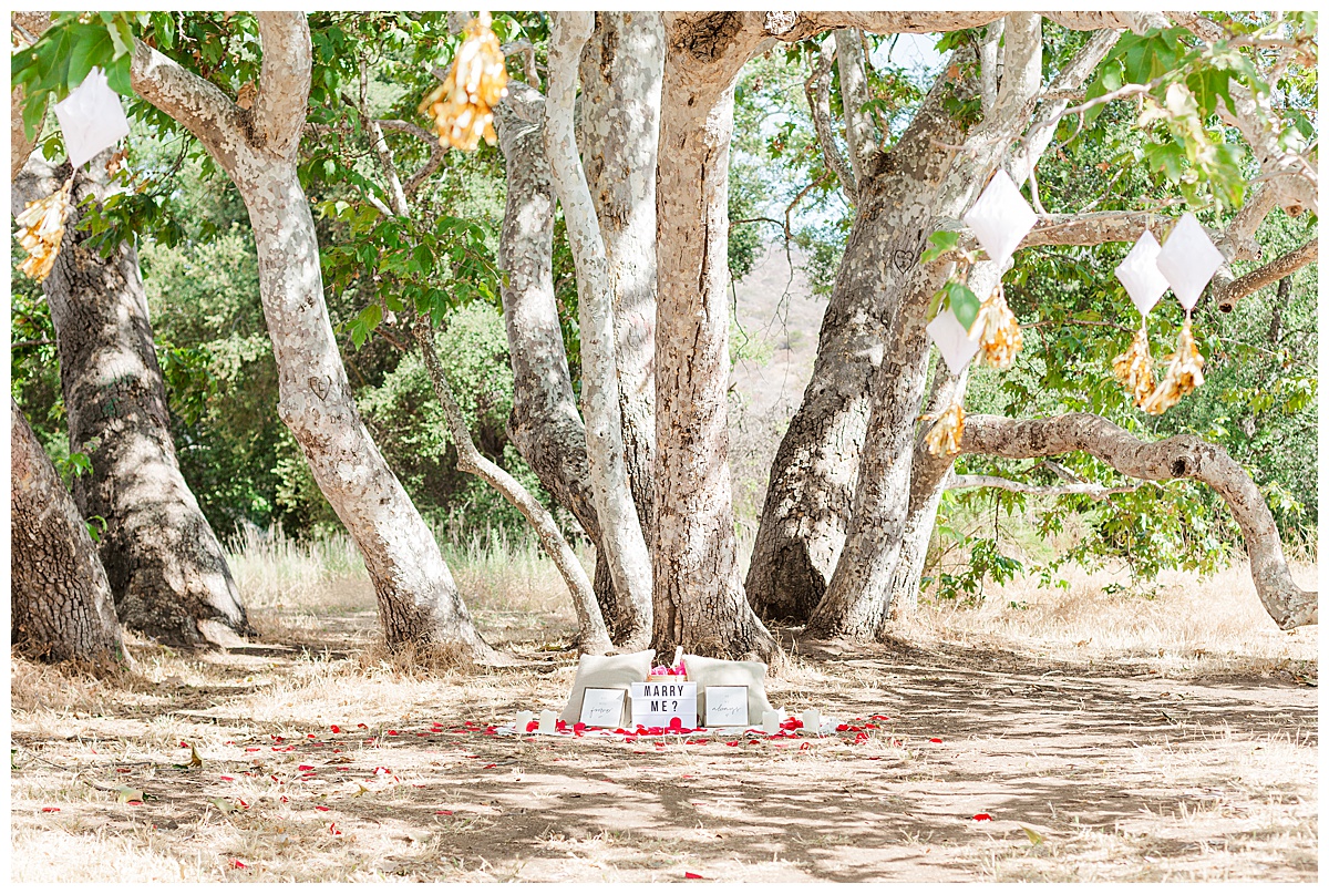 will you marry me set up under oak tree with decorations